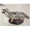 Image 3 : Howling Coyote Full Body Taxidermy Mount