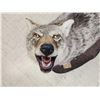 Image 4 : Howling Coyote Full Body Taxidermy Mount
