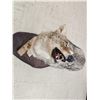 Image 5 : Howling Coyote Full Body Taxidermy Mount