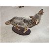 Image 7 : Howling Coyote Full Body Taxidermy Mount