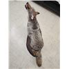 Image 8 : Howling Coyote Full Body Taxidermy Mount