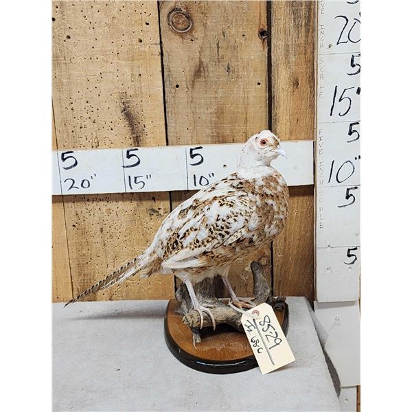 Piebald Ringneck Pheasant Full Body Bird Taxidermy