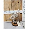 Image 1 : Piebald Ringneck Pheasant Full Body Bird Taxidermy
