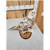 Image 3 : Piebald Ringneck Pheasant Full Body Bird Taxidermy