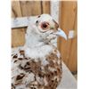 Image 4 : Piebald Ringneck Pheasant Full Body Bird Taxidermy