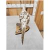 Image 5 : Piebald Ringneck Pheasant Full Body Bird Taxidermy