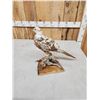 Image 6 : Piebald Ringneck Pheasant Full Body Bird Taxidermy