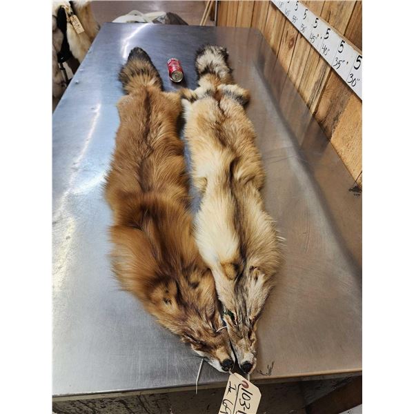 2 Red Fox Soft Tanned Furs Taxidermy