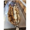 Image 1 : 2 Red Fox Soft Tanned Furs Taxidermy