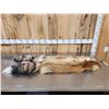 Image 2 : 2 Red Fox Soft Tanned Furs Taxidermy