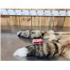 Image 3 : 2 Red Fox Soft Tanned Furs Taxidermy