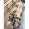 Image 5 : 2 Red Fox Soft Tanned Furs Taxidermy