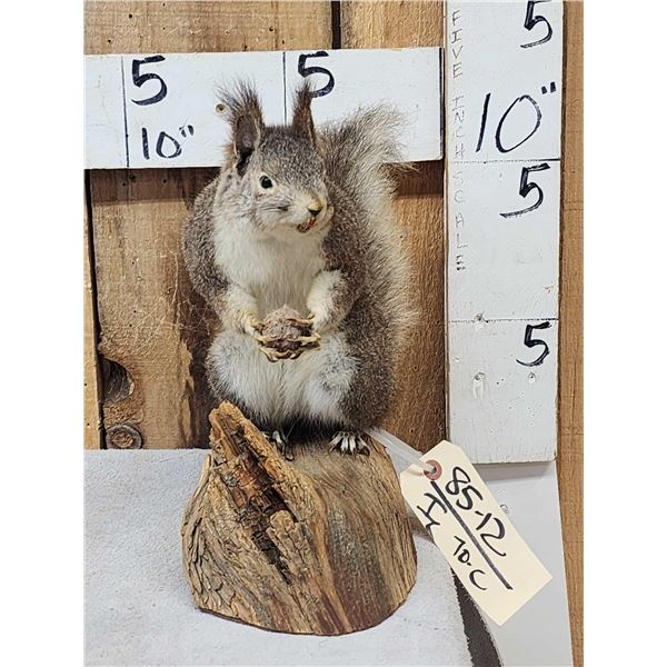 Abert's Squirrel Full Body Taxidermy Mount