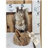 Image 1 : Abert's Squirrel Full Body Taxidermy Mount