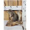 Image 2 : Abert's Squirrel Full Body Taxidermy Mount