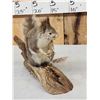 Image 3 : Abert's Squirrel Full Body Taxidermy Mount