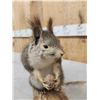 Image 4 : Abert's Squirrel Full Body Taxidermy Mount