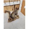 Image 5 : Abert's Squirrel Full Body Taxidermy Mount