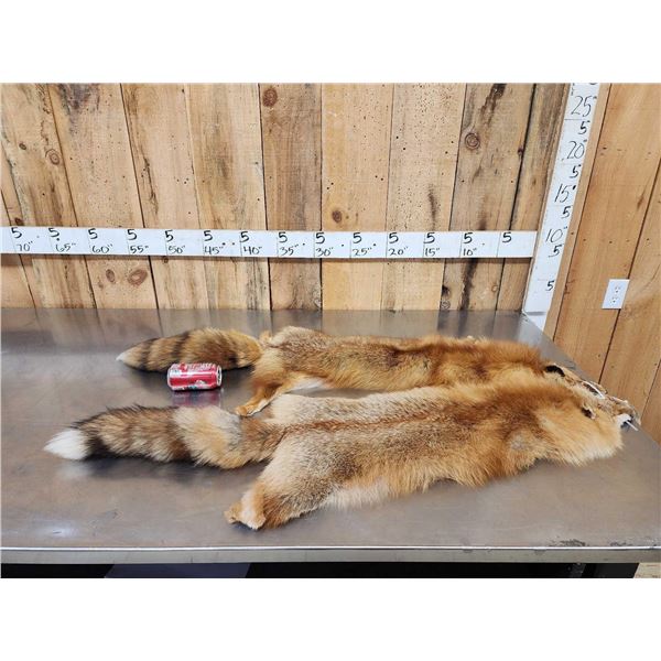 2 Red Fox Soft Tanned Furs Taxidermy