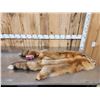 Image 1 : 2 Red Fox Soft Tanned Furs Taxidermy