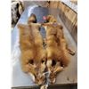 Image 2 : 2 Red Fox Soft Tanned Furs Taxidermy