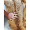 Image 3 : 2 Red Fox Soft Tanned Furs Taxidermy