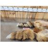 Image 5 : 2 Red Fox Soft Tanned Furs Taxidermy