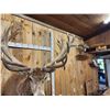 Image 10 : Monster Red Stag Shoulder Mount Taxidermy
