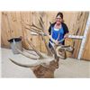 Image 11 : Monster Red Stag Shoulder Mount Taxidermy