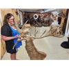 Image 12 : Monster Red Stag Shoulder Mount Taxidermy