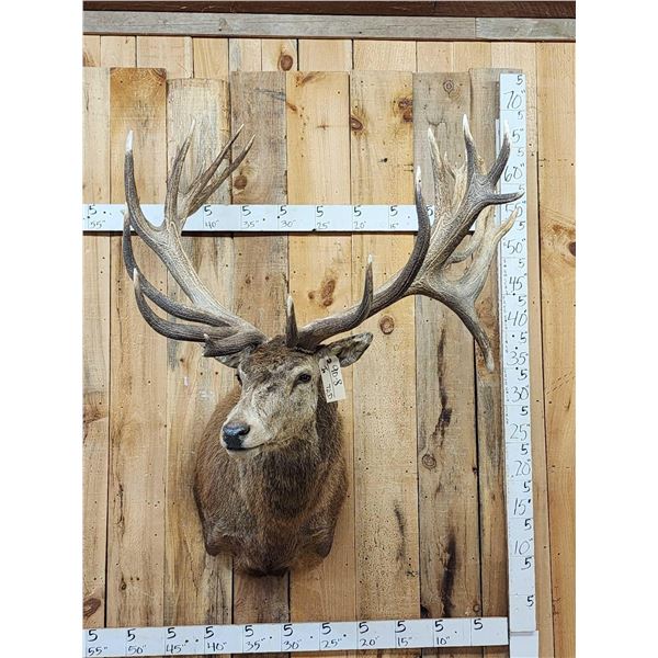Monster Red Stag Shoulder Mount Taxidermy