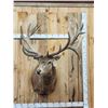 Image 1 : Monster Red Stag Shoulder Mount Taxidermy