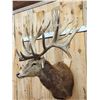 Image 2 : Monster Red Stag Shoulder Mount Taxidermy