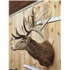 Image 3 : Monster Red Stag Shoulder Mount Taxidermy