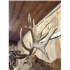Image 4 : Monster Red Stag Shoulder Mount Taxidermy