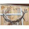 Image 5 : Monster Red Stag Shoulder Mount Taxidermy