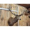 Image 6 : Monster Red Stag Shoulder Mount Taxidermy