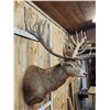Image 7 : Monster Red Stag Shoulder Mount Taxidermy