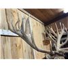 Image 8 : Monster Red Stag Shoulder Mount Taxidermy