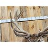 Image 9 : Monster Red Stag Shoulder Mount Taxidermy