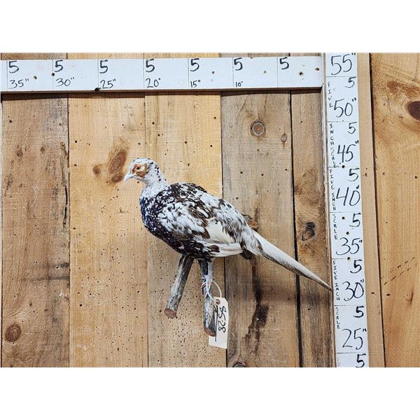 Piebald Ringneck Pheasant Full Body Bird Taxidermy