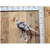 Image 1 : Piebald Ringneck Pheasant Full Body Bird Taxidermy