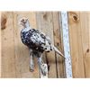 Image 2 : Piebald Ringneck Pheasant Full Body Bird Taxidermy
