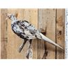 Image 3 : Piebald Ringneck Pheasant Full Body Bird Taxidermy