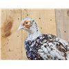 Image 4 : Piebald Ringneck Pheasant Full Body Bird Taxidermy