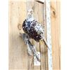 Image 5 : Piebald Ringneck Pheasant Full Body Bird Taxidermy
