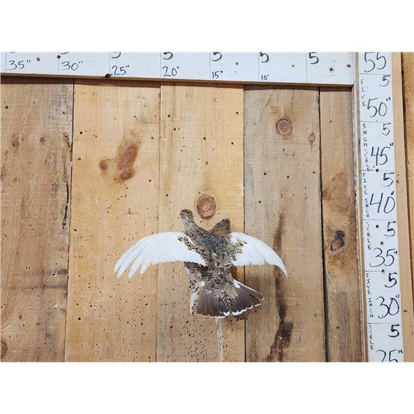 Ptarmigan In Flight Bird Taxidermy
