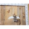 Image 1 : Ptarmigan In Flight Bird Taxidermy