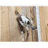 Image 2 : Ptarmigan In Flight Bird Taxidermy