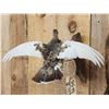 Image 3 : Ptarmigan In Flight Bird Taxidermy